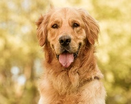 Adopt